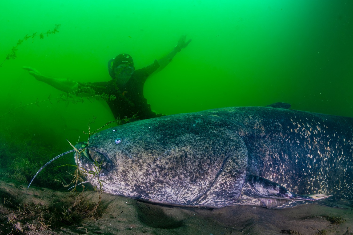 Ein riesiger Wels liegt am Grund im grünen Wasser, hinter ihm breitet ein Taucher die Arme aus.