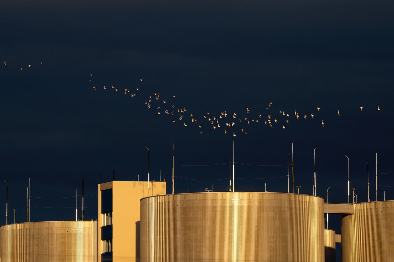 Ein Schwarm Lachmöwen fliegt im Abendlicht über die goldglänzenden Tanks der Kläranlage Simmering, dahinter ein fast schwarzblauer Himmel.