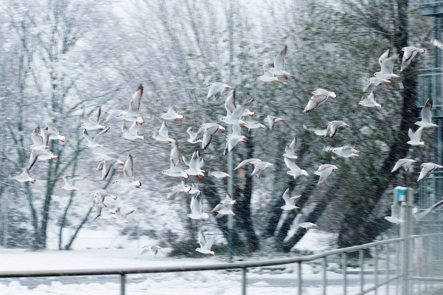 Lachmöwen fliegen im dichten Schneegestöber vor kahlen Bäumen, unten ein Geländer.