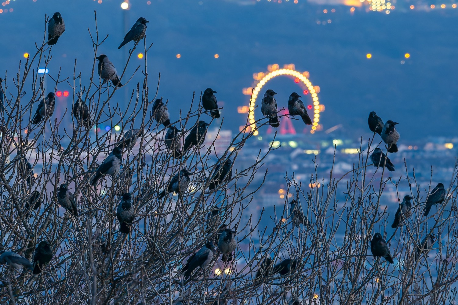 Nebelkrähen sitzen in der Dämmerung in kahlen Ästen, im Hintergrund leuchtet das Riesenrad über der Stadt.